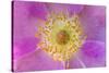 Wild Rose, Rosa acicularis, Palouse region, Washington State.-Adam Jones-Stretched Canvas