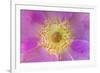 Wild Rose, Rosa acicularis, Palouse region, Washington State.-Adam Jones-Framed Premium Photographic Print