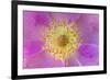 Wild Rose, Rosa acicularis, Palouse region, Washington State.-Adam Jones-Framed Premium Photographic Print