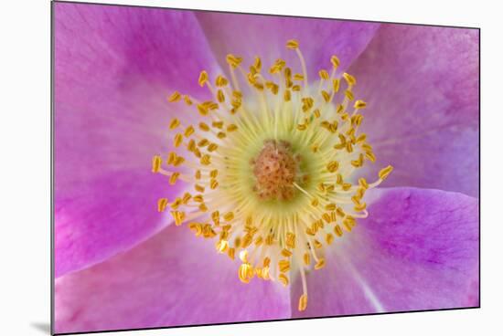 Wild Rose, Rosa acicularis, Palouse region, Washington State.-Adam Jones-Mounted Premium Photographic Print