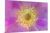 Wild Rose, Rosa acicularis, Palouse region, Washington State.-Adam Jones-Mounted Premium Photographic Print