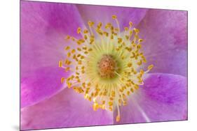 Wild Rose, Rosa acicularis, Palouse region, Washington State.-Adam Jones-Mounted Premium Photographic Print