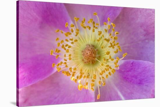 Wild Rose, Rosa acicularis, Palouse region, Washington State.-Adam Jones-Stretched Canvas