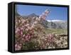 Wild Rose Shrub in Blossom with Mountains Beyond, Spiti Valley, Spiti, Himachal Pradesh, India-Simanor Eitan-Framed Stretched Canvas