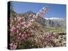 Wild Rose Shrub in Blossom with Mountains Beyond, Spiti Valley, Spiti, Himachal Pradesh, India-Simanor Eitan-Stretched Canvas