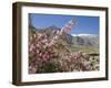 Wild Rose Shrub in Blossom with Mountains Beyond, Spiti Valley, Spiti, Himachal Pradesh, India-Simanor Eitan-Framed Photographic Print