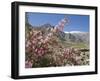 Wild Rose Shrub in Blossom with Mountains Beyond, Spiti Valley, Spiti, Himachal Pradesh, India-Simanor Eitan-Framed Photographic Print