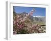 Wild Rose Shrub in Blossom with Mountains Beyond, Spiti Valley, Spiti, Himachal Pradesh, India-Simanor Eitan-Framed Photographic Print