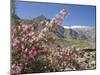 Wild Rose Shrub in Blossom with Mountains Beyond, Spiti Valley, Spiti, Himachal Pradesh, India-Simanor Eitan-Mounted Photographic Print