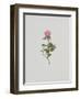 Wild Rose-Moritz Michael Daffinger-Framed Art Print
