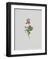 Wild Rose-Moritz Michael Daffinger-Framed Art Print