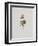 Wild Rose-Moritz Michael Daffinger-Framed Art Print