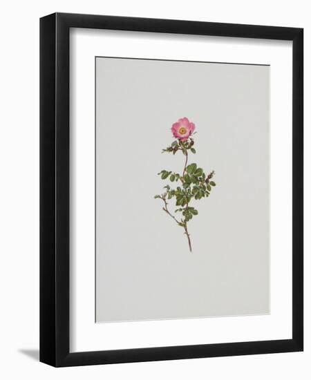 Wild Rose-Moritz Michael Daffinger-Framed Art Print