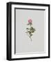 Wild Rose-Moritz Michael Daffinger-Framed Art Print