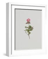 Wild Rose-Moritz Michael Daffinger-Framed Art Print