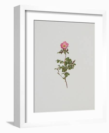 Wild Rose-Moritz Michael Daffinger-Framed Art Print