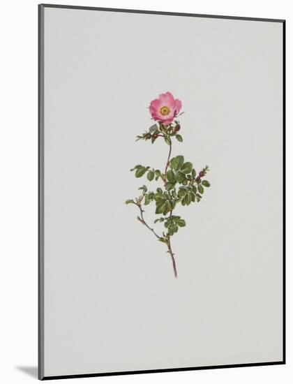 Wild Rose-Moritz Michael Daffinger-Mounted Art Print