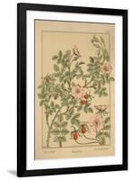 Wild Rose-null-Framed Giclee Print