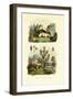 Wild Rosemary, 1833-39-null-Framed Giclee Print