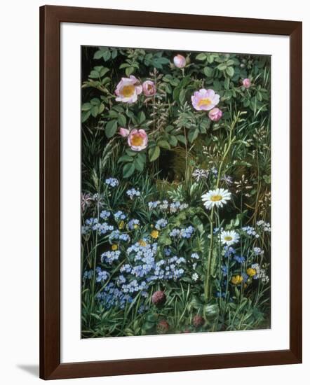 Wild Roses, Forget-Me-Nots and Daisies-Otto Franz Scholderer-Framed Giclee Print