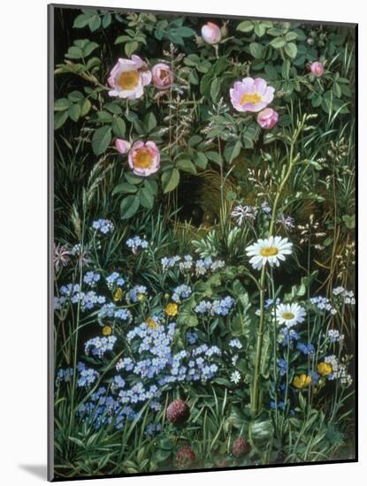 Wild Roses, Forget-Me-Nots and Daisies-Otto Franz Scholderer-Mounted Giclee Print