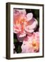 Wild Roses II-Alan Hausenflock-Framed Photographic Print