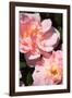 Wild Roses II-Alan Hausenflock-Framed Photographic Print