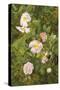 Wild Roses-Maria Krabbe-Stretched Canvas