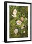 Wild Roses-Maria Krabbe-Framed Giclee Print