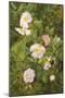 Wild Roses-Maria Krabbe-Mounted Giclee Print