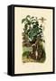 Wild Sage, 1833-39-null-Framed Stretched Canvas
