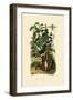 Wild Sage, 1833-39-null-Framed Giclee Print