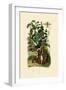 Wild Sage, 1833-39-null-Framed Giclee Print