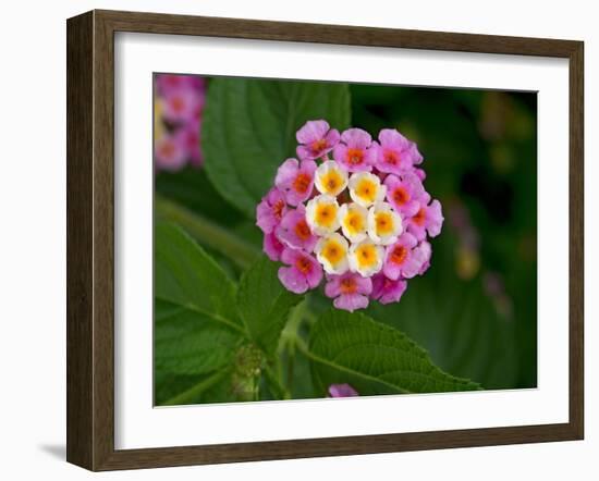 Wild sage flowers turn pink following pollination-Heather Angel-Framed Photographic Print