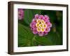 Wild sage flowers turn pink following pollination-Heather Angel-Framed Photographic Print