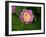 Wild sage flowers turn pink following pollination-Heather Angel-Framed Photographic Print