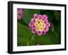 Wild sage flowers turn pink following pollination-Heather Angel-Framed Photographic Print