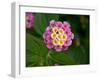 Wild sage flowers turn pink following pollination-Heather Angel-Framed Photographic Print