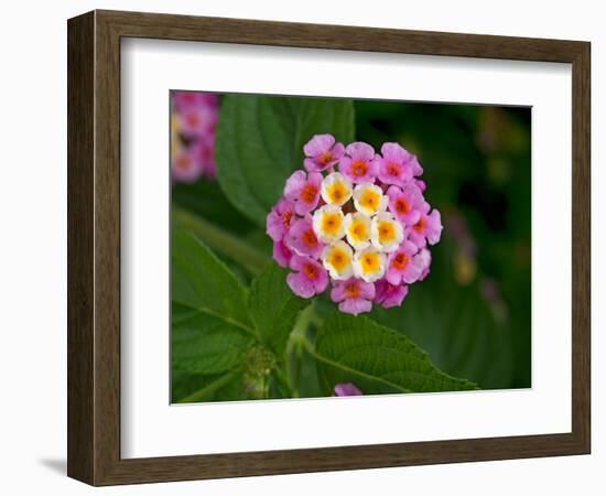 Wild sage flowers turn pink following pollination-Heather Angel-Framed Photographic Print