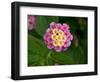 Wild sage flowers turn pink following pollination-Heather Angel-Framed Photographic Print