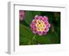 Wild sage flowers turn pink following pollination-Heather Angel-Framed Photographic Print