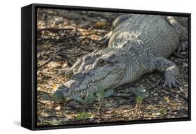 Wild Saltwater Crocodile (Crocodylus Porosus) on the Banks of the Hunter River-Michael Nolan-Framed Stretched Canvas