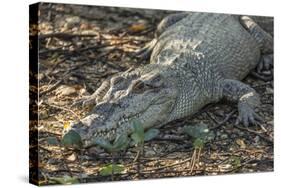 Wild Saltwater Crocodile (Crocodylus Porosus) on the Banks of the Hunter River-Michael Nolan-Stretched Canvas