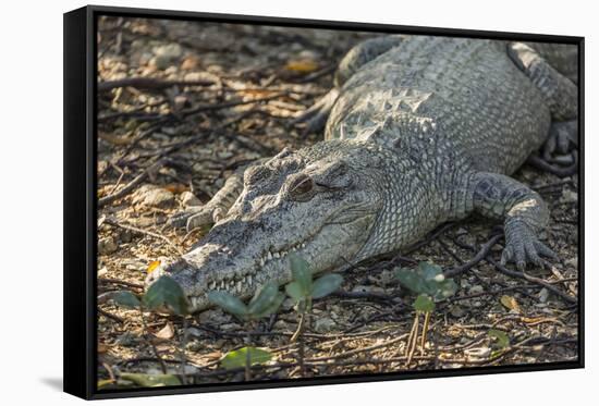 Wild Saltwater Crocodile (Crocodylus Porosus) on the Banks of the Hunter River-Michael Nolan-Framed Stretched Canvas