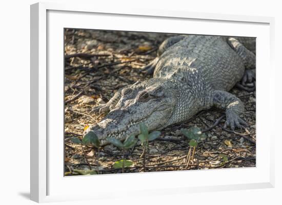 Wild Saltwater Crocodile (Crocodylus Porosus) on the Banks of the Hunter River-Michael Nolan-Framed Photographic Print