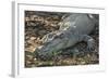 Wild Saltwater Crocodile (Crocodylus Porosus) on the Banks of the Hunter River-Michael Nolan-Framed Photographic Print