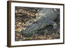 Wild Saltwater Crocodile (Crocodylus Porosus) on the Banks of the Hunter River-Michael Nolan-Framed Photographic Print