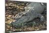 Wild Saltwater Crocodile (Crocodylus Porosus) on the Banks of the Hunter River-Michael Nolan-Mounted Photographic Print