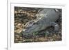 Wild Saltwater Crocodile (Crocodylus Porosus) on the Banks of the Hunter River-Michael Nolan-Framed Photographic Print