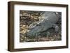 Wild Saltwater Crocodile (Crocodylus Porosus) on the Banks of the Hunter River-Michael Nolan-Framed Photographic Print